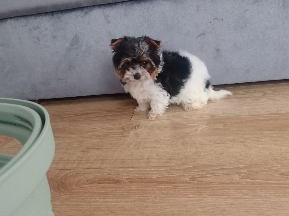 Yorkshire terrier biewer