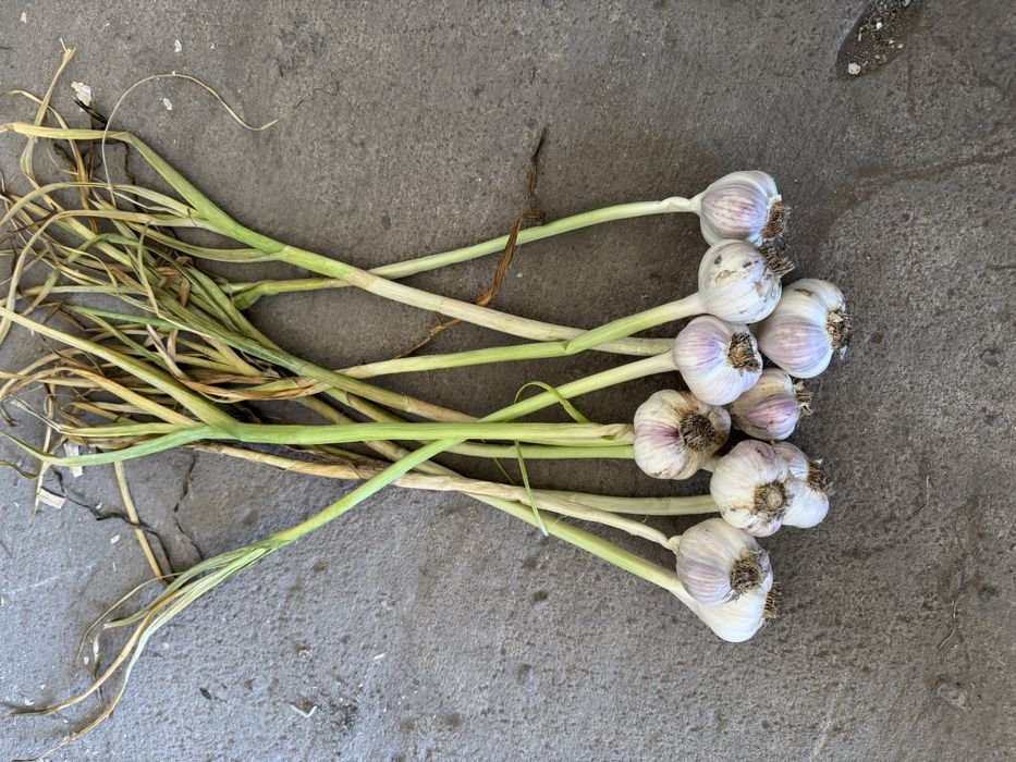Czosnek wiosenny Jary