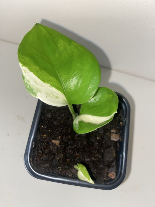 Epipremium pinnatum