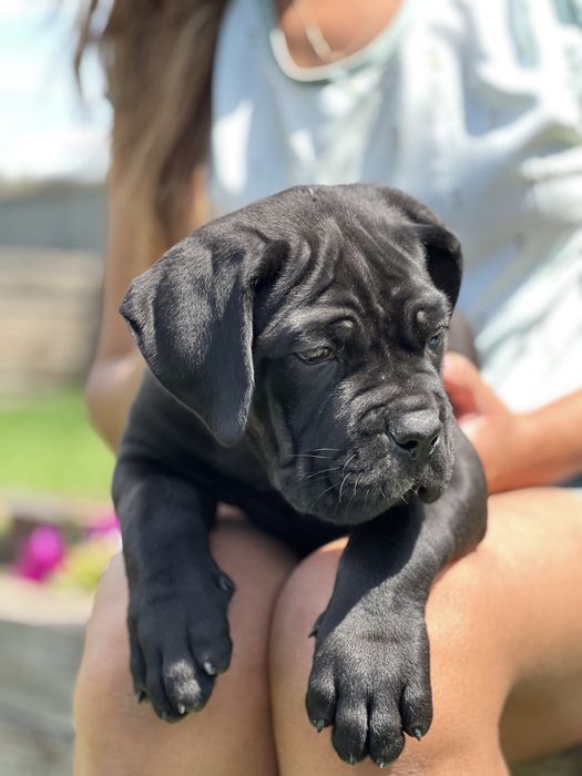 Цуценята кане корсо