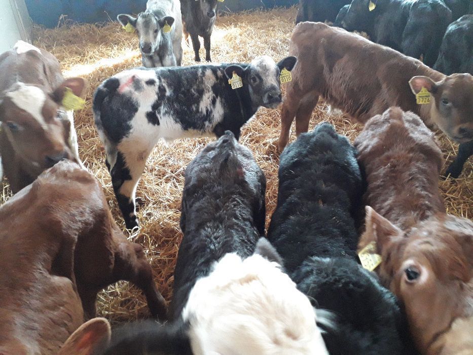 Cielęta, cielaki, byczki oraz jałówki mięsne, MM,MS,HF transport