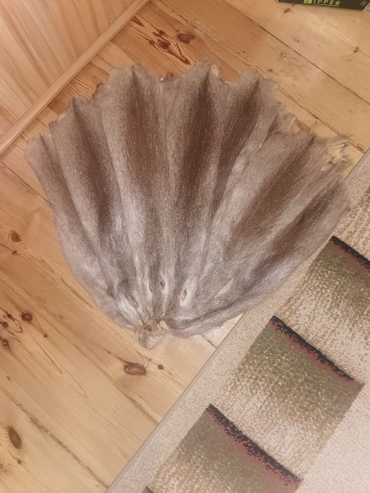 Wyprawiane Skóry z nutrii