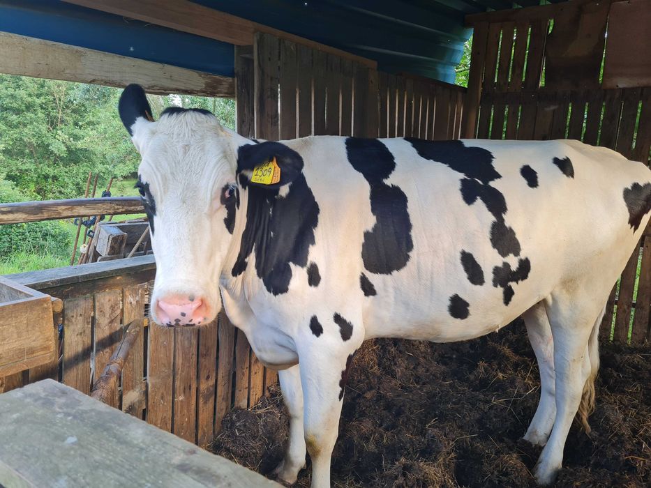 Vaca crusada frisea
