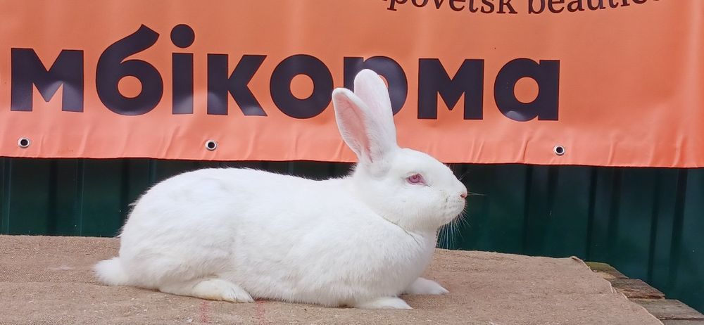 Продаж кроликів термонців