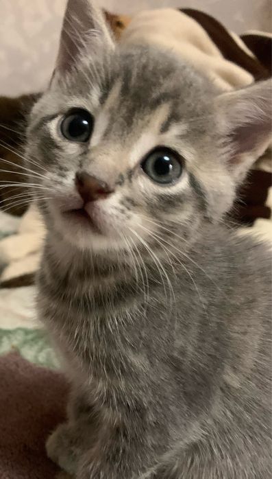 Віддам  котенят, вік 2  місяці