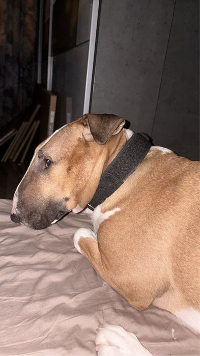 Oddam do adopcji Bulteriera