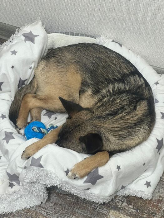 Мила  Бетті шукає родину