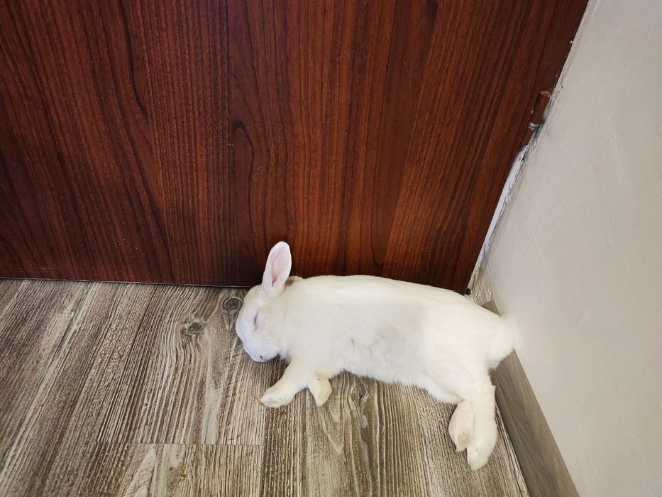 Oddam królika w dobre ręce.