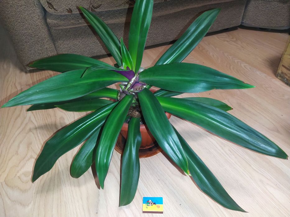 Традесканция Рео комнатное растение