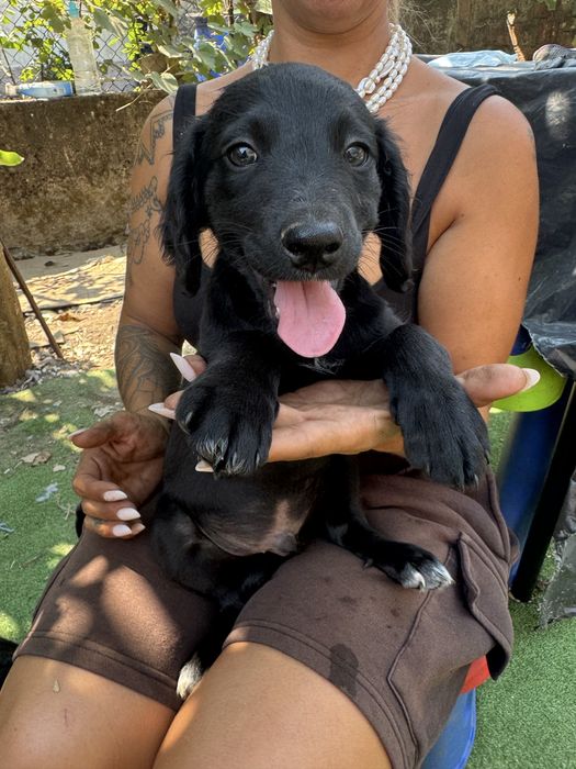 Ninhada para adoção