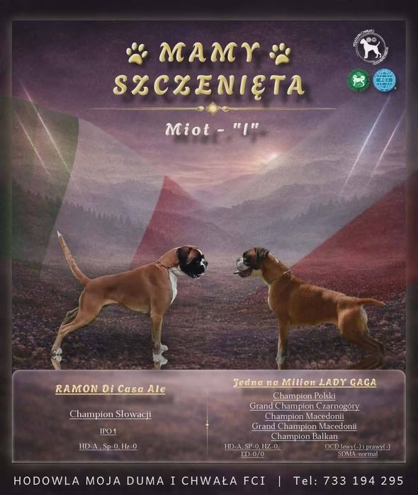 Bokser - suczka ZKwP