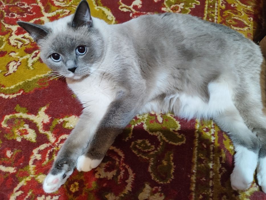 Віддам кішечку доброму господарю