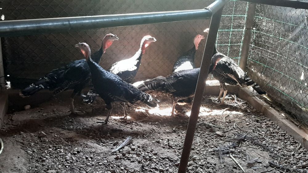 Perus para venda 6 meses idade
