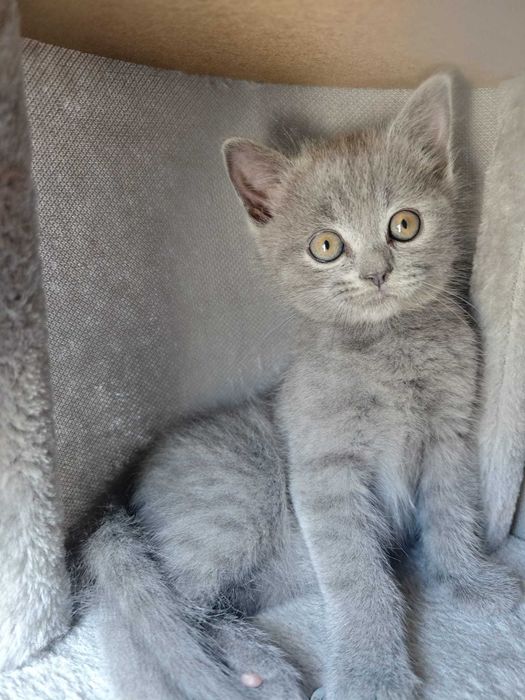 Gatinho carinhoso e habituado ao ambiente familiar
