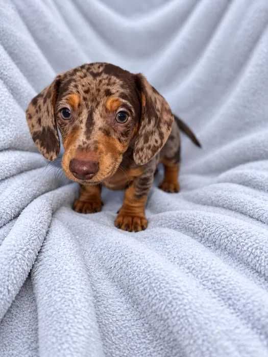 Teckel chocolate merle