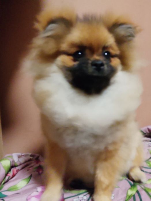 Piękna suczka rasy pomerianian