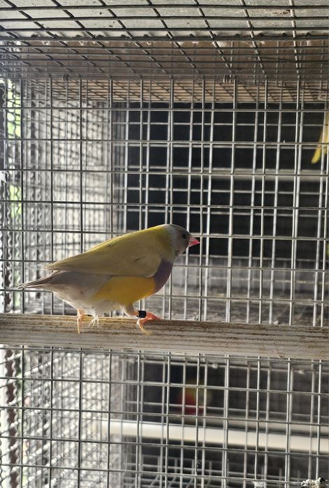 Diamante gould macho