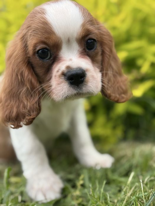 Piesek- cavalier  King Charles  Spamiel