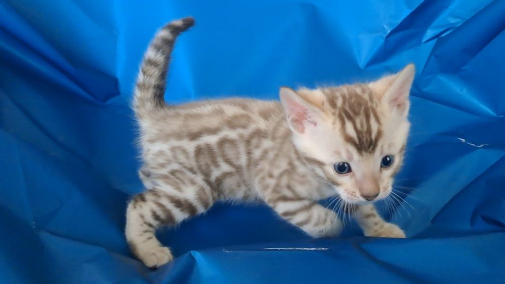 Бенгальский кот котёнок