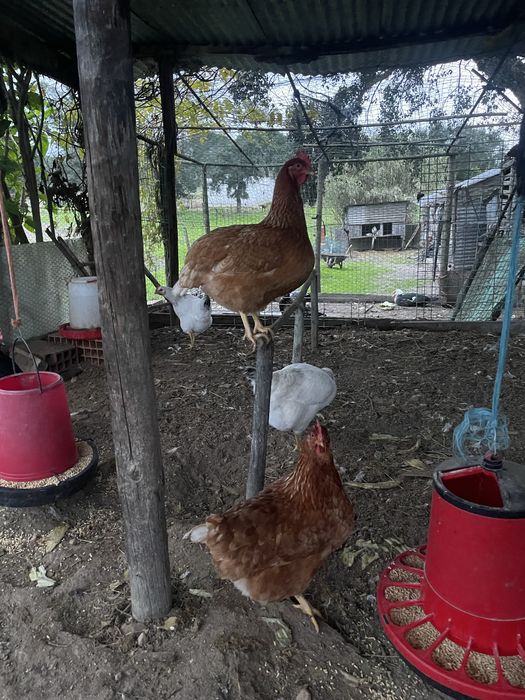 Vendo 2 galinhas poedeiras
