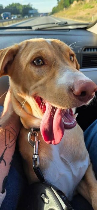 Caozinho raçado de labrador com 1 ano para adopção