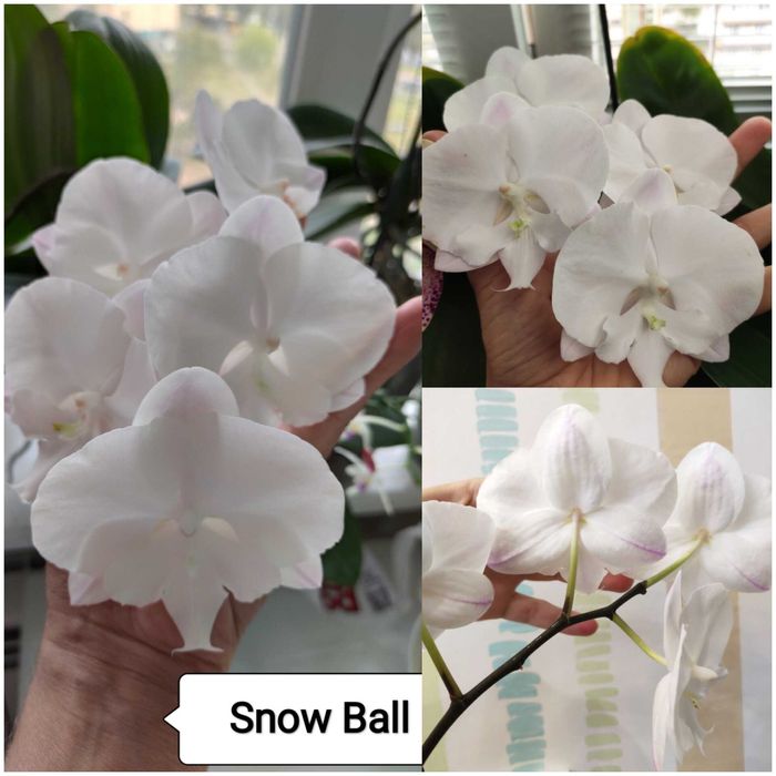 Квітуча орхідея фаленопсис домашня Snow Ball