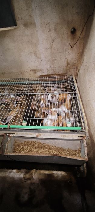 Jaulas para criação de coelhos usadas preço unitário