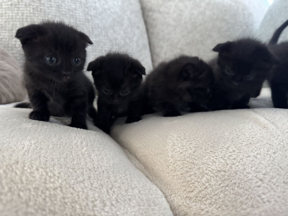 Висловухі кошенята, висловухе кошеня, висловухий котик