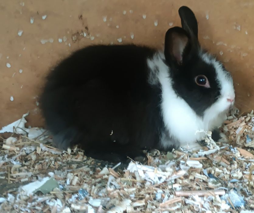 Młode samczyki miniaturki