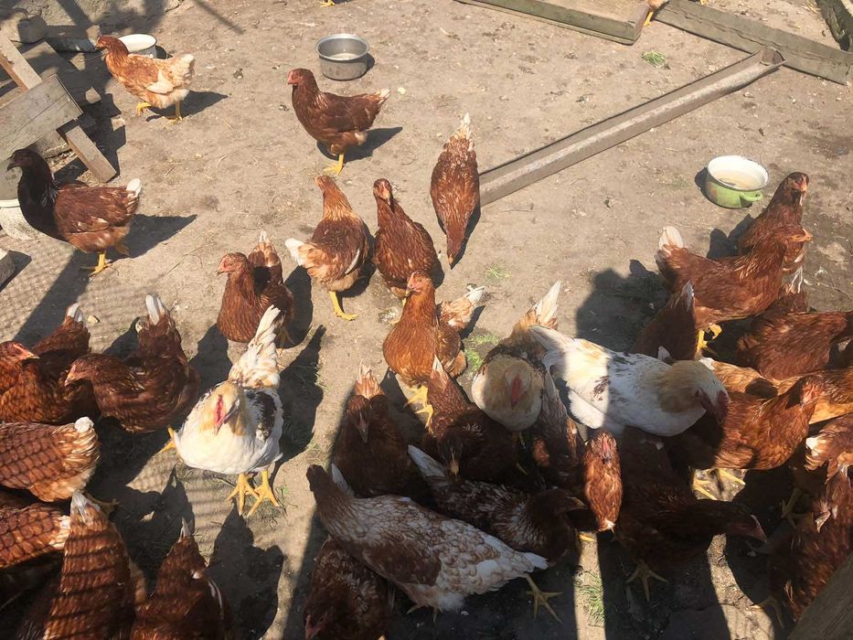 Курочка молодая Мастер Грей,, Рэбро 12 месяц--350 грн