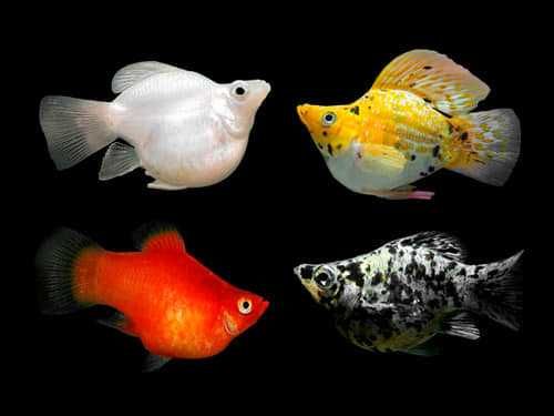 molly negra e diversas cauda lyra