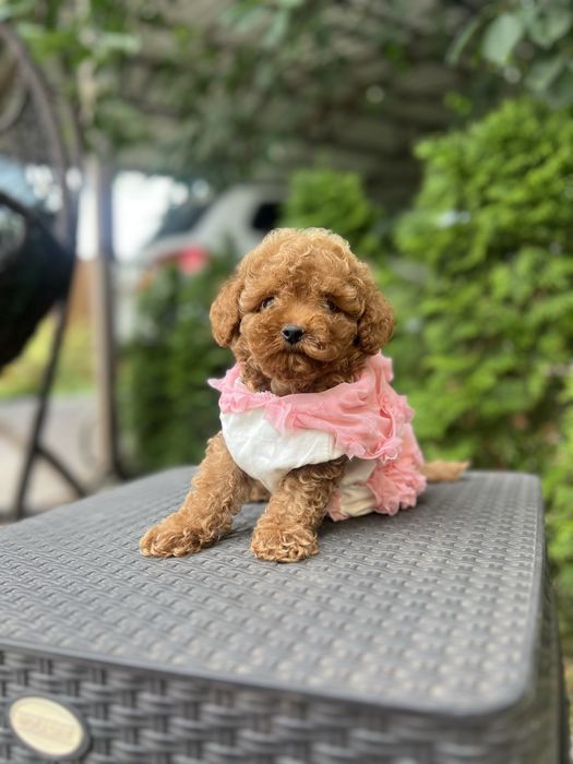 Vip мальтипу малышка