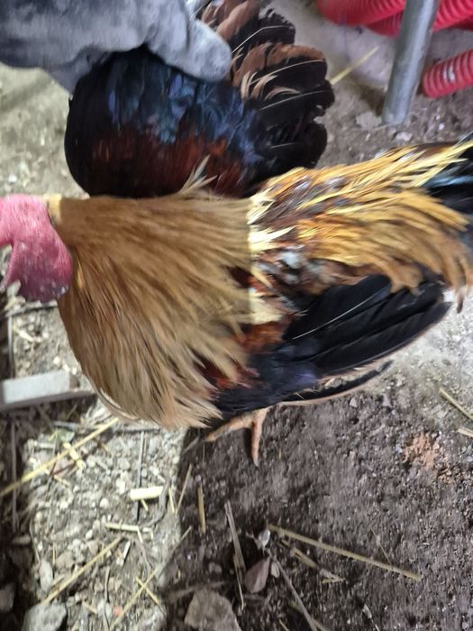 Golos/galinhas raça pequena