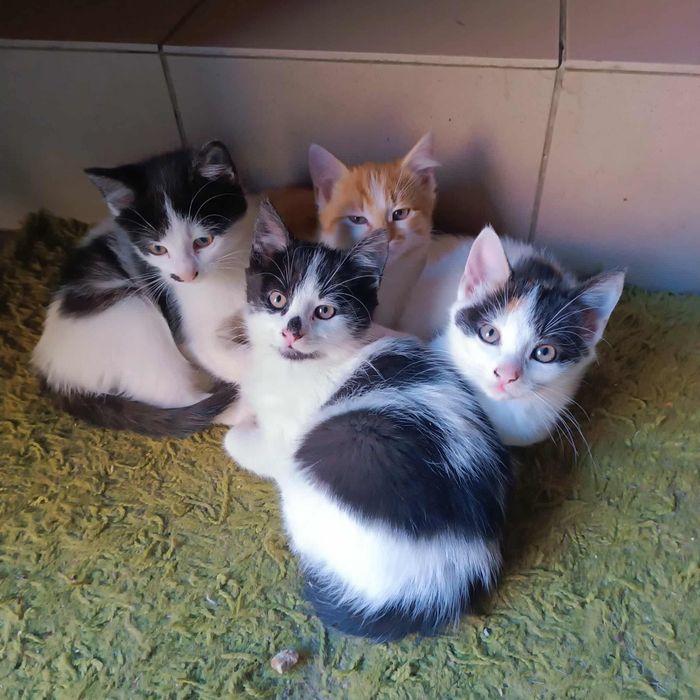 Oddam kotki w dobre ręce