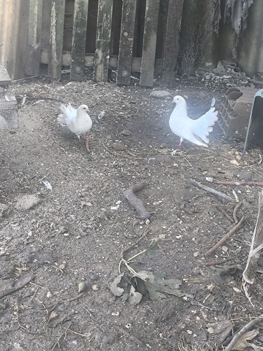 Pombos de leque brancos