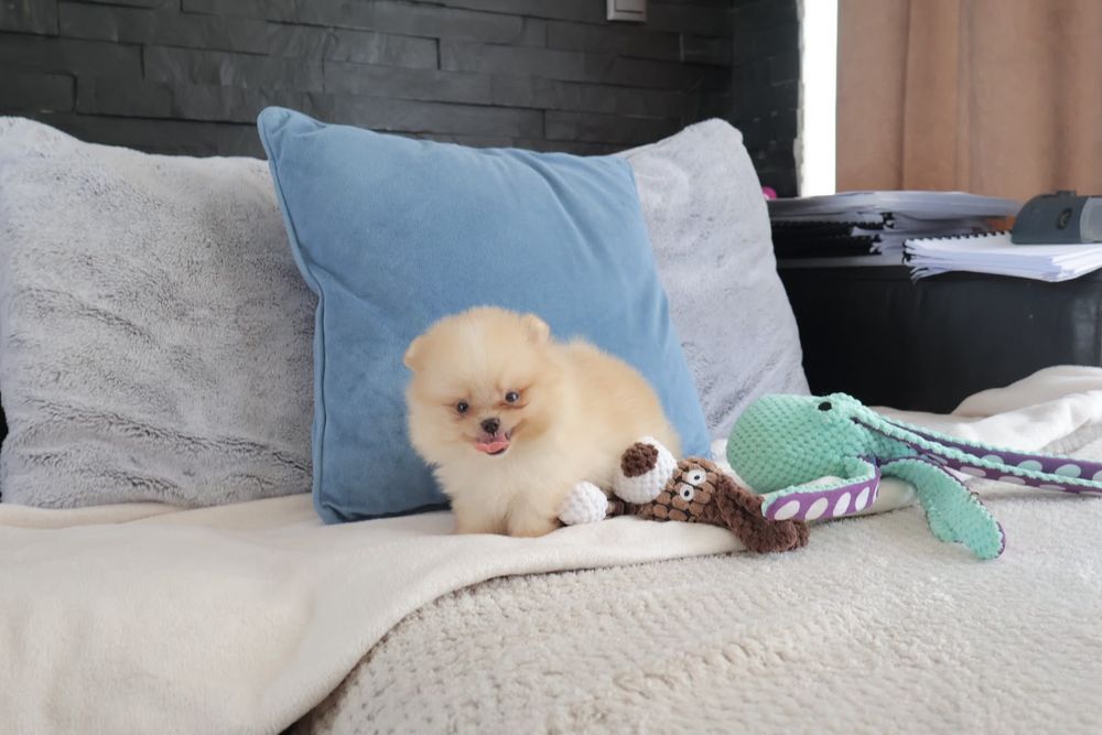 Lulu da Pomerânia. Ursinho com Lop e Afixo.  Super mini Perfeito!