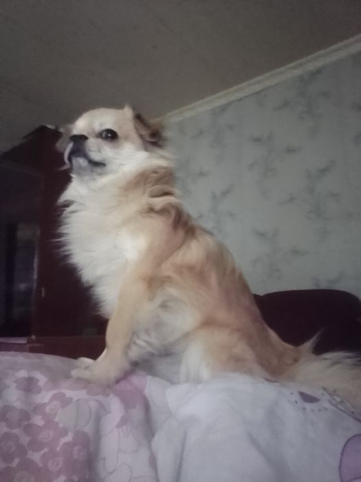 Мальчик длинношёрстный чихуахуа ищет девочку