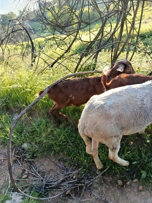 Troco por duas ovelhas estás  duas cabras