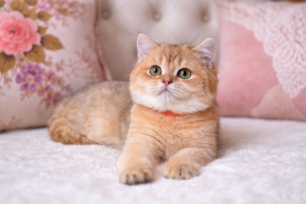 Золотий британський хлопчик