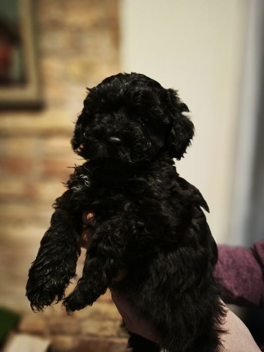 Pudel toy, pudel chłopiec