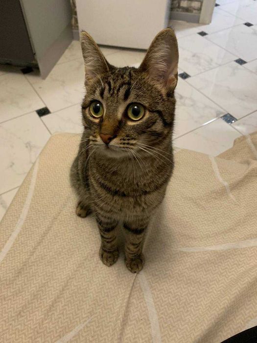 Кошечка подросток стерилизованная