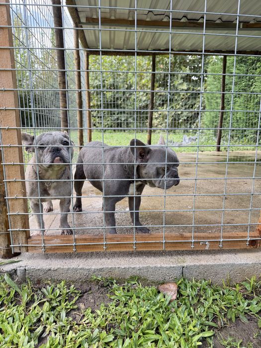 Bull dog Frances