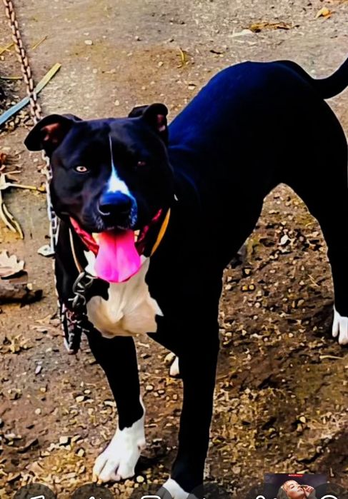 American pitbull tarrier
