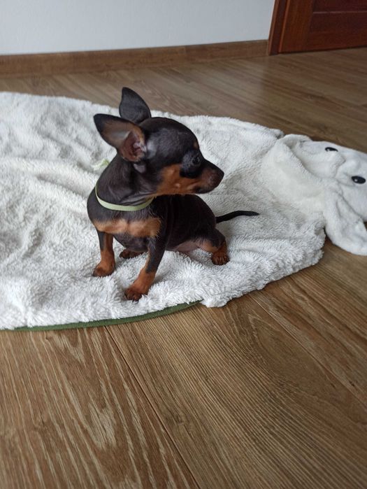 PINCZER xxs miniaturowy ratlerek szczenię SUCZKA mini