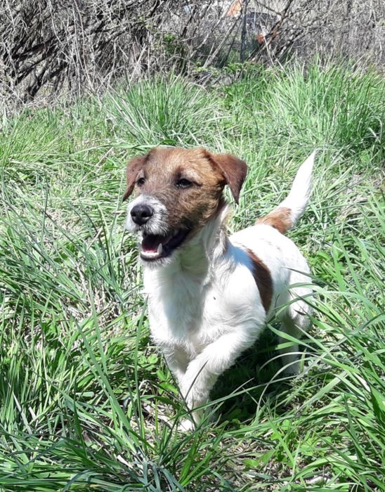 Jack Russell Terrier piesek(FCI)