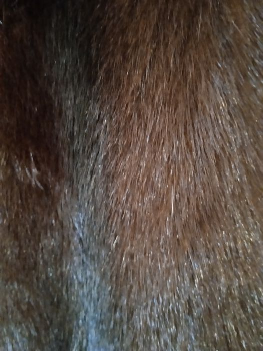 Норкова шуба (манто)