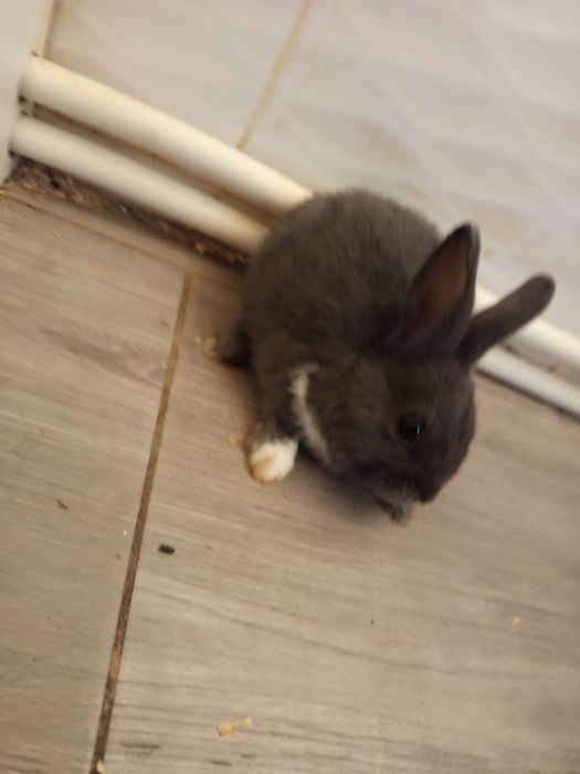 Króliki miniaturki
