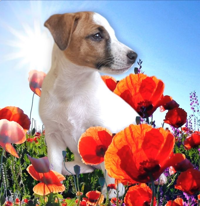 Клубні   малюки.