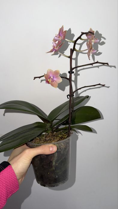 Орхідея фаленопсис Парфумерна фабрика