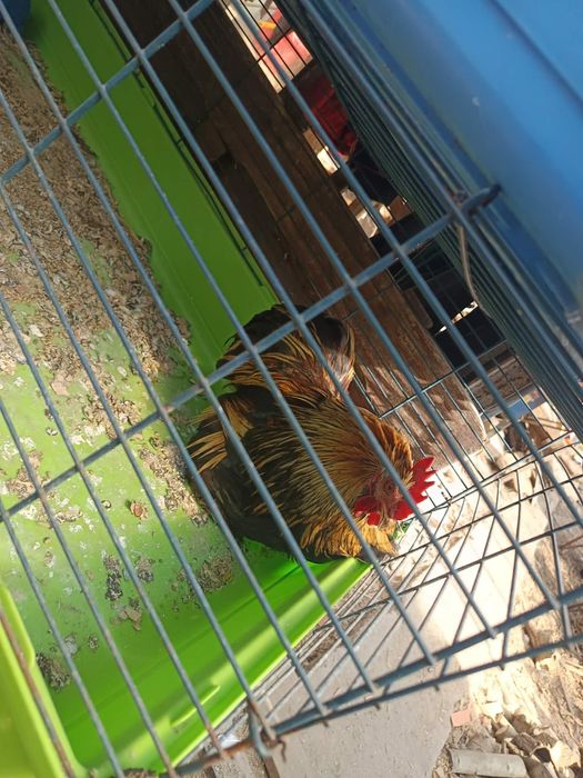 Kogut kochin bardzo dobry